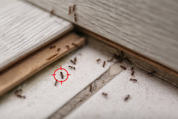 Trusted Sykesville, MD Pest Control Experts