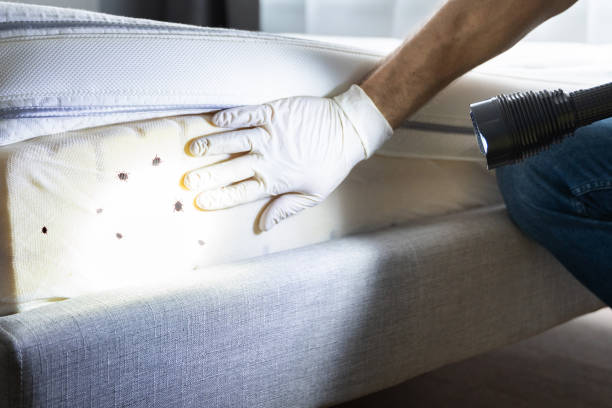 Best Local Pest Control Services  in Sykesville, MD
